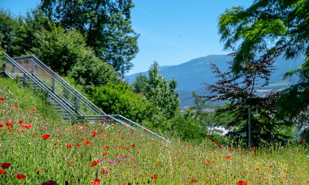 Ansicht Blumenwiese ZIMA Tirol am Sonnenhang Innsbruck