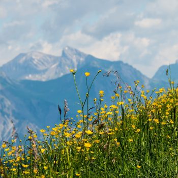 Gelbe Blumen auf einer Berqwiese, Berge im Hintergrund